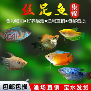 曼龙鱼五彩丽丽淡水鱼苗观赏鱼好养耐活小鱼不打氧小型鱼新手活鱼