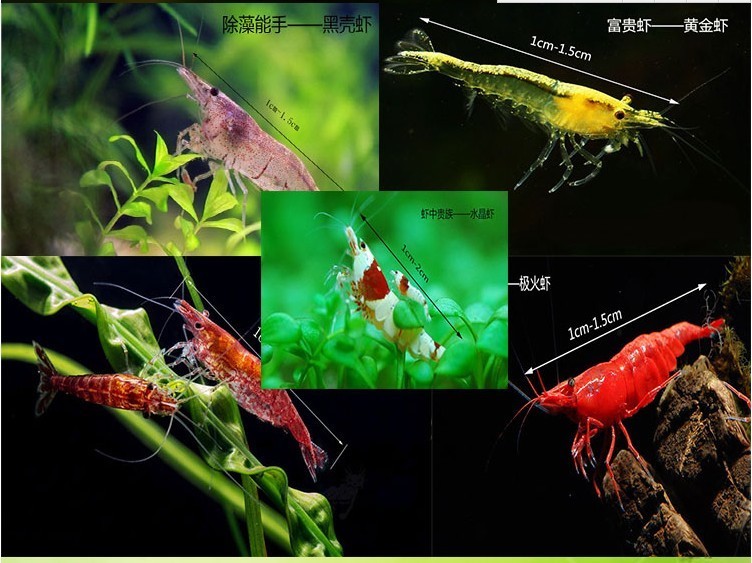 黑壳虾除藻渔场直销11