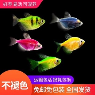 七彩鱼柠檬青苹果天使鱼柠檬绿老虎天使蓝天使小型热带观赏鱼包邮
