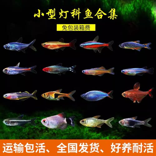 热带观赏活鱼好养宝莲灯斑马