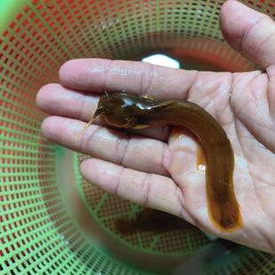 原生鱼8须底层工具鱼水蜂子冷水观赏鱼不加温3--8公分