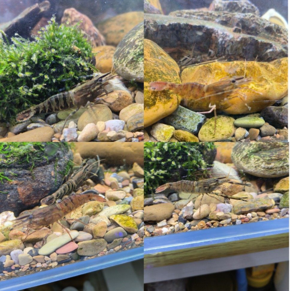 溪虾大虾冷水观赏虾3--5公分公母配对