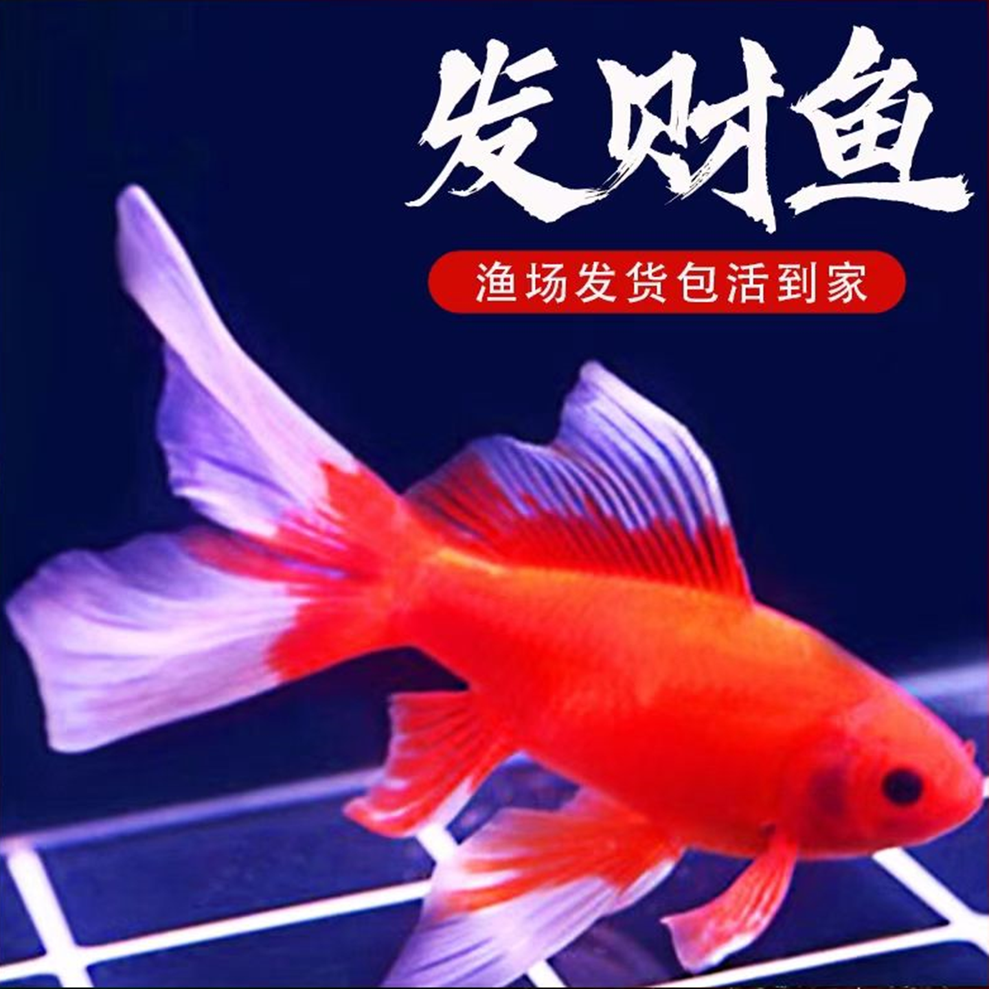 冷水鹦鹉鱼淡水鱼好养耐活体发财鱼活体黄金龙凤锦鲤黑彗星观赏鱼