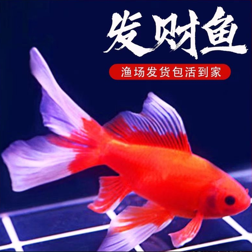冷水鹦鹉鱼好养耐活体发财鱼