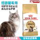 皇家猫粮缅因猫成猫专用粮MC31 美毛护肤肠胃健康 2KG袋装