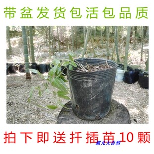 浙江紫藤三叶青苗 带盆三叶青种苗 包成活金线吊葫芦绿植净化空气