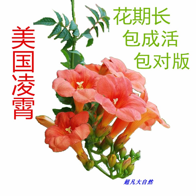 美国进口凌霄花苗攀援花卉爬藤植