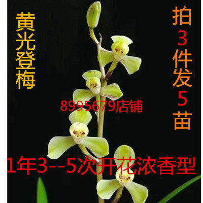 国兰兰花苗 建兰名品黄光登 一品梅 开花浓香 鲜活植物绿光灯包邮