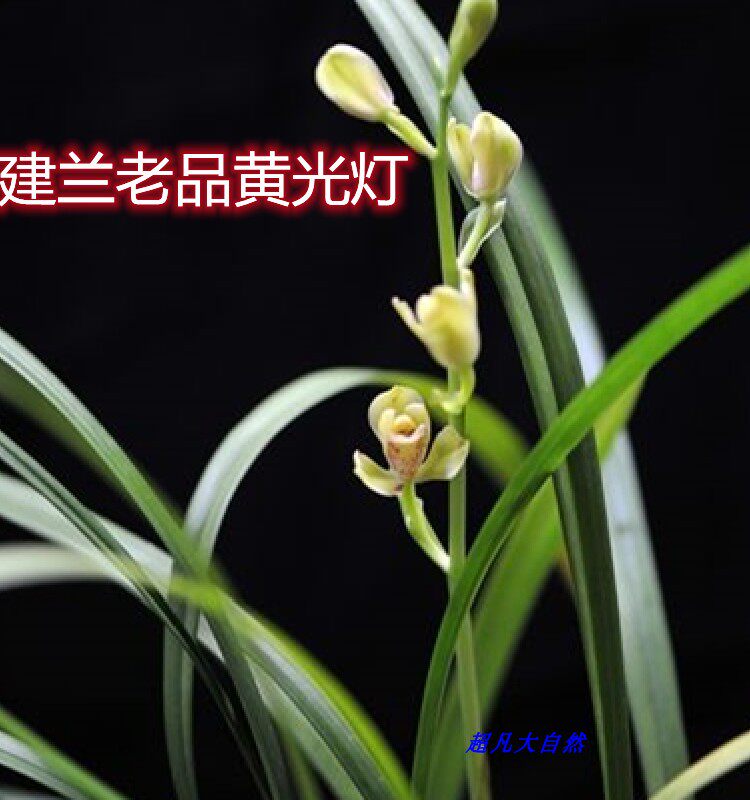 兰花苗 建兰蕙兰春兰名品开花机器黄光灯一品梅开花浓香鲜活植物