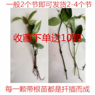 三叶青种苗无根扦插苗趣味绿植盆栽垂吊防辐射花卉室内吸甲醛阳台