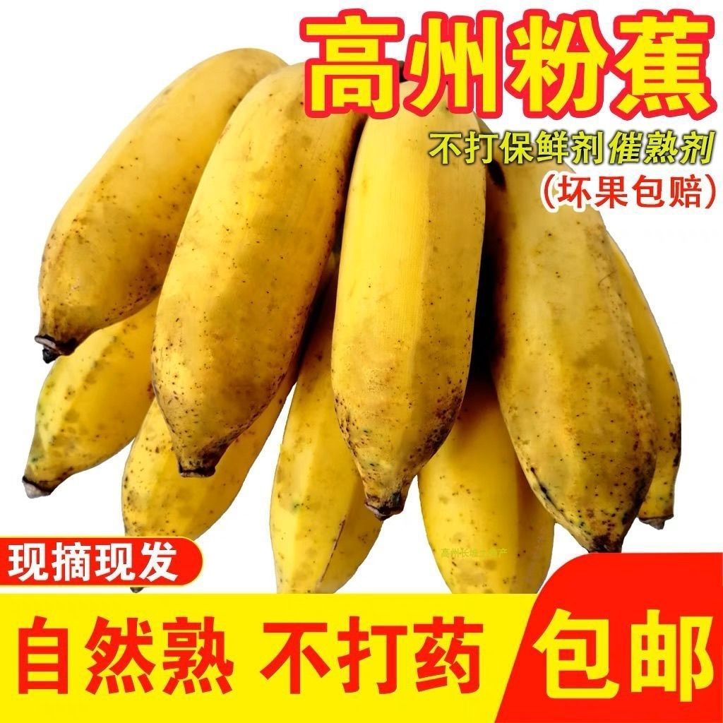 广东高州小米蕉农家现摘现发不打催熟正宗本地南蕉香糯甜青果薄皮