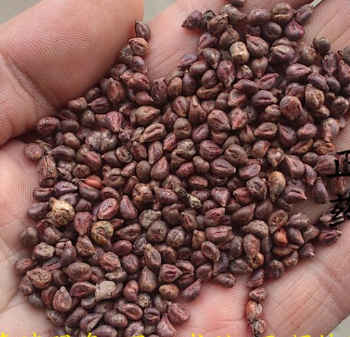 葡萄籽 1千克14 天顺天顺 葡萄籽 磨粉 葡萄子 正品 优质