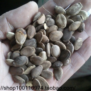 瓜蒌仁 炒瓜蒌仁 1千克65元 天顺 瓜蒌子 天顺大全