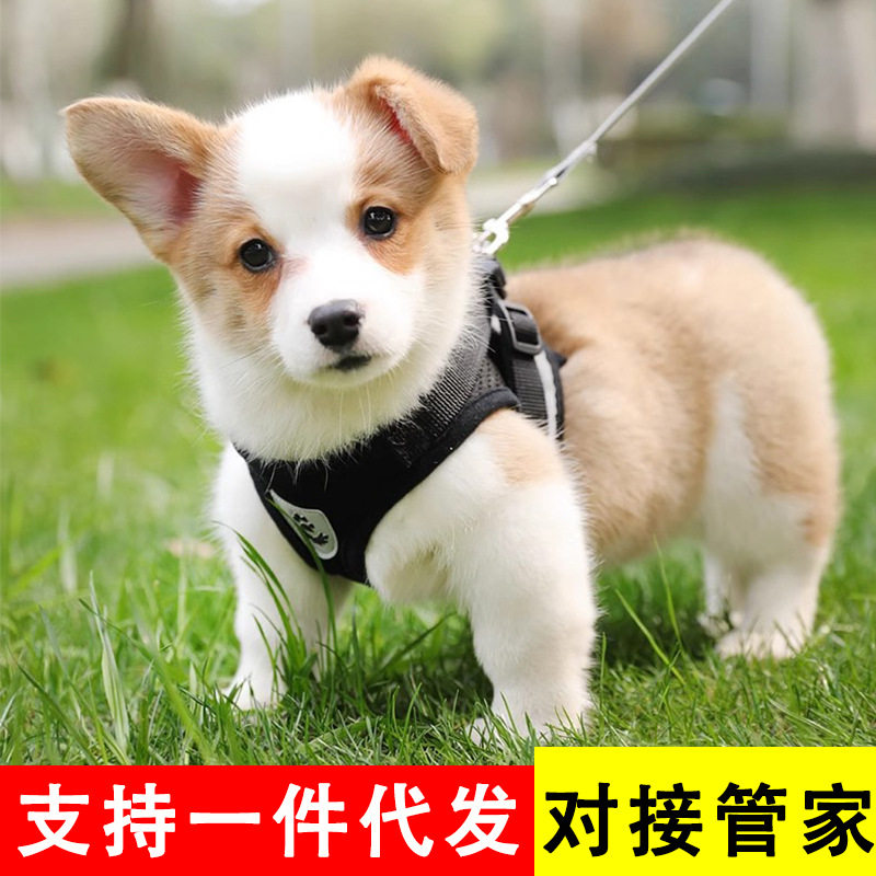 狗狗牵引绳大中小型犬背心式胸背带狗链绳子宠物遛狗泰迪猫咪用品