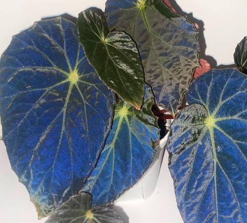 黑博基尔秋海棠 反蓝光