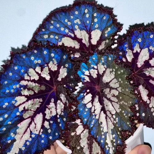 蟆叶秋海棠1网红热植盆栽反蓝光绿植墙ins风阳台玄关耐阴满38包邮