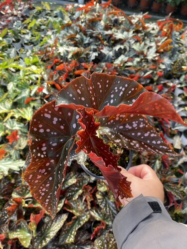 竹节秋海棠1网红盆栽富士山鳟鱼室内观叶好养耐阴盆栽满38包邮