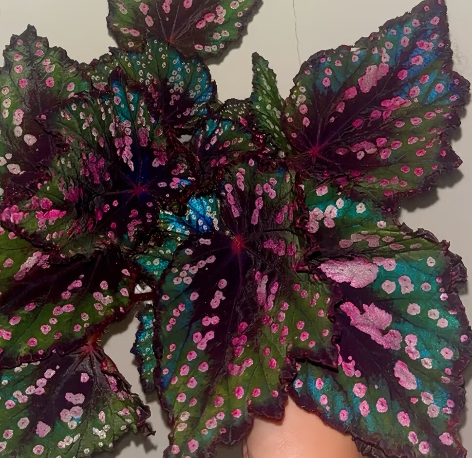 蟆叶秋海棠4网红热植盆栽反蓝光绿植墙ins风阳台玄关耐阴满38包邮