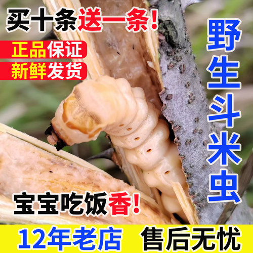 正宗野生斗米虫活体云实蛀虫