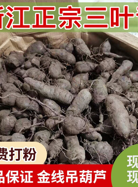 浙江新鲜正宗三叶青中药金线吊葫芦丝线吊金钟石老鼠免费打粉切片