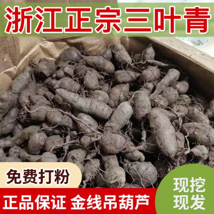 浙江新鲜正宗三叶青中药金线吊葫芦丝线吊金钟石老鼠免费打粉切片