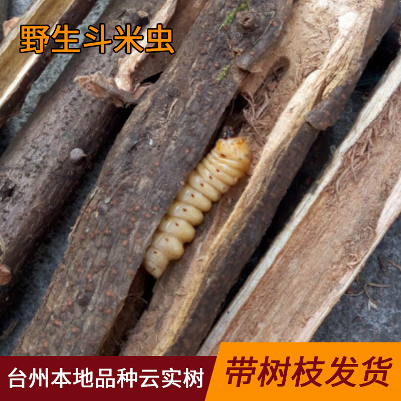 野生斗米虫鸟不踏刺虫宝宝吃饭香