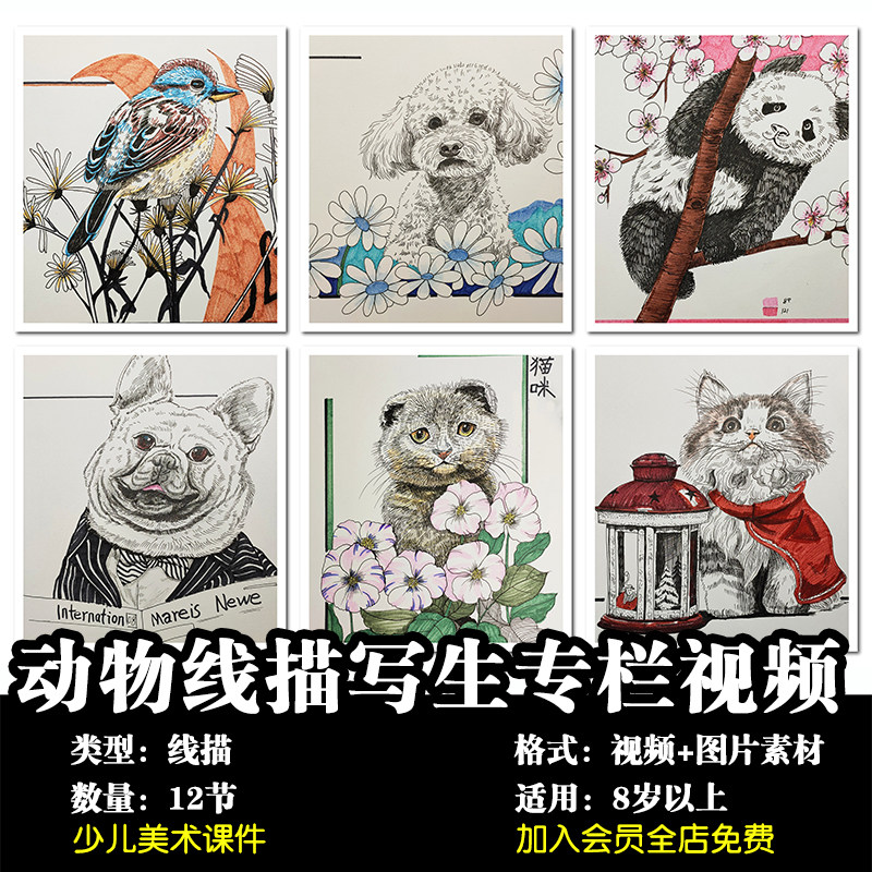 少儿美术 8岁以上动物线描12节视频创意美术课件写生范画素材724