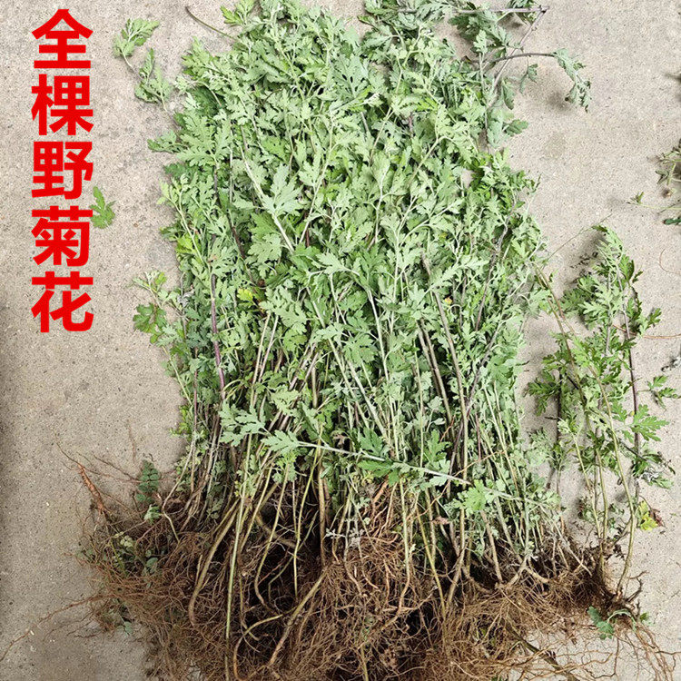 新鲜菊花清热泡澡野菊花