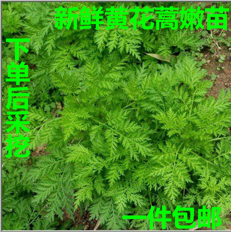 新鲜黄花蒿青蒿黄蒿黄蒿草 苦蒿 臭蒿婴儿泡澡捂酱豆 一斤包邮