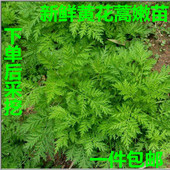 包邮 新鲜黄花蒿青蒿黄蒿黄蒿草 一斤 臭蒿婴儿泡澡捂酱豆 苦蒿