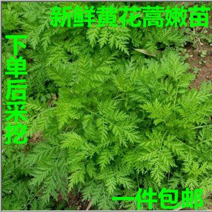 新鲜黄花蒿青蒿黄蒿黄蒿草 苦蒿 臭蒿婴儿泡澡捂酱豆 一斤包邮