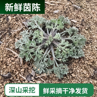 现挖新鲜茵陈白蒿山野菜蒸菜绵茵陈茶湿茵陈摘干净发货非干品包邮