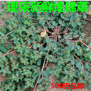 现采新鲜 王不留地锦草 奶浆草小飞扬草 铺地红 乳汁草奶汁藤