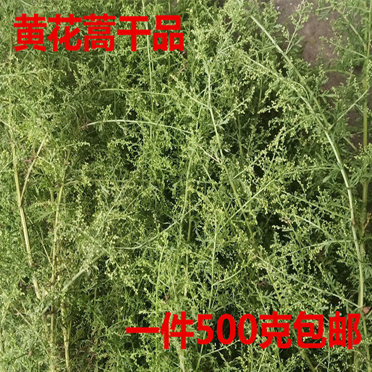 干黄花蒿青蒿黄蒿臭蒿黄蒿草香蒿 臭蒿 茎叶儿童泡澡新鲜干品都有