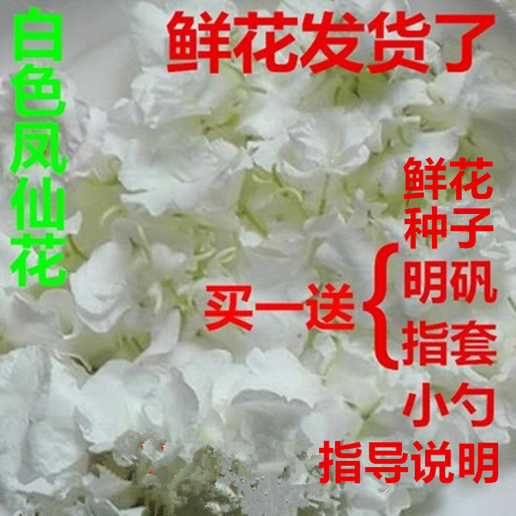 新鲜白色凤仙花指甲草花