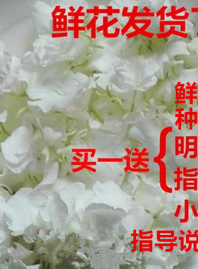 新鲜白色凤仙花指甲草花