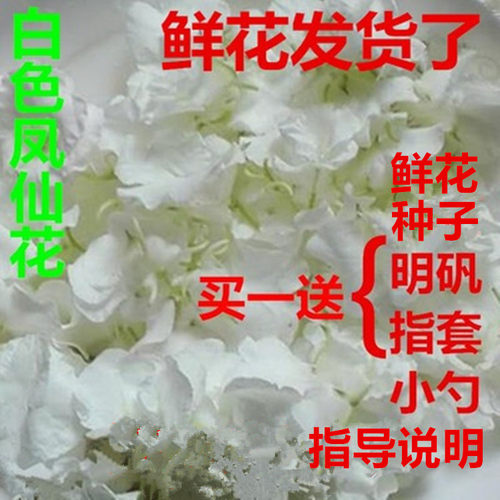 新鲜白色凤仙花指甲草花