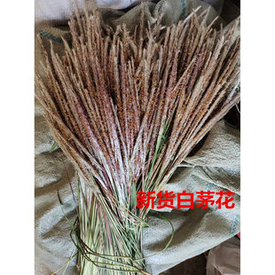 干茅草花新鲜白茅花茅芽穗茅针茅草花白茅根茅草根去鼻血2件包邮