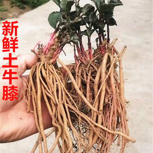 新鲜现挖土牛膝倒扣草根