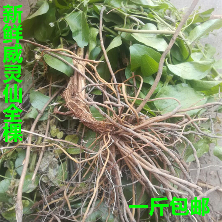 新鲜铜脚百条根现采威灵仙