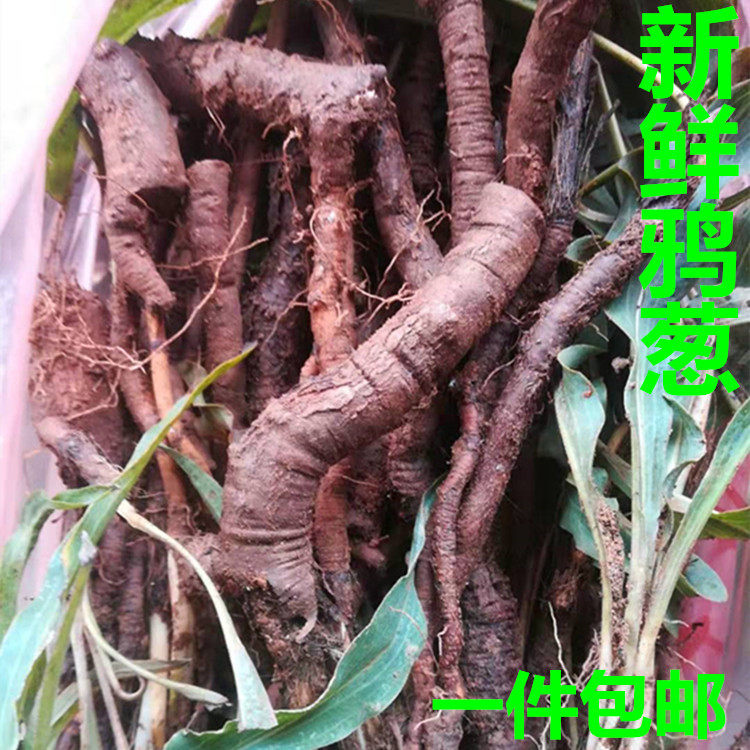 鸦葱干品路路葱罗罗葱老观笔根土参根谷罗葱兔儿奶一件包邮