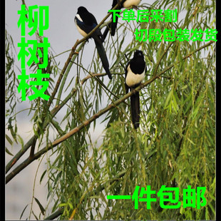 新鲜柳树枝条柳枝条柳絮晨嚼齿木编帽中药材杨柳根须柳树皮包邮