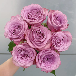 【方德】随心玫瑰20枝（无土栽培）【任意两单冷链包邮】