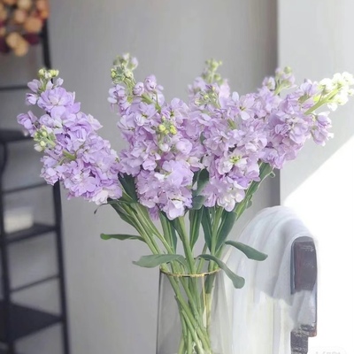 紫罗兰10支草花多色草花鲜花一单包邮