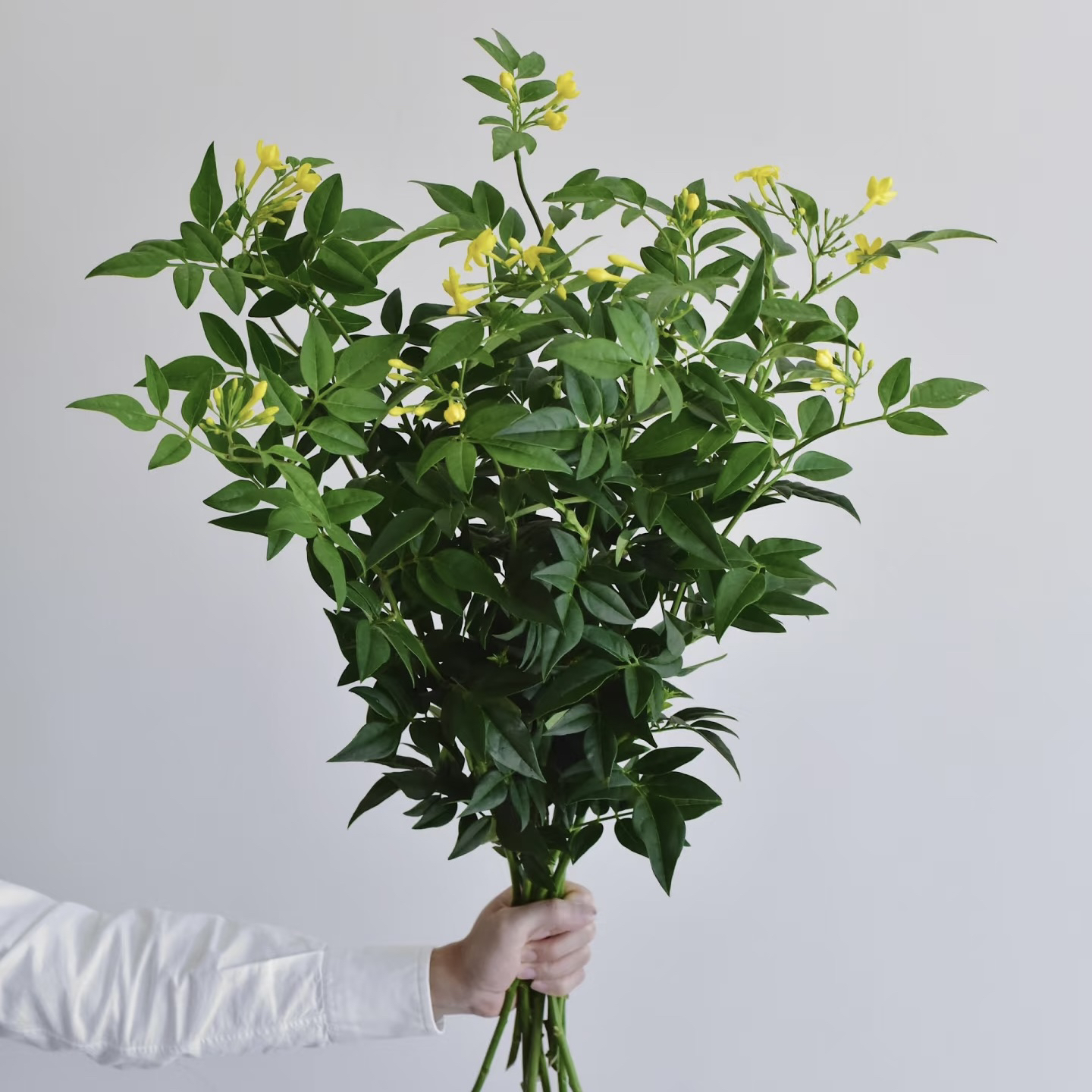 九星叶1扎10枝【任意2单冷链包邮】配草