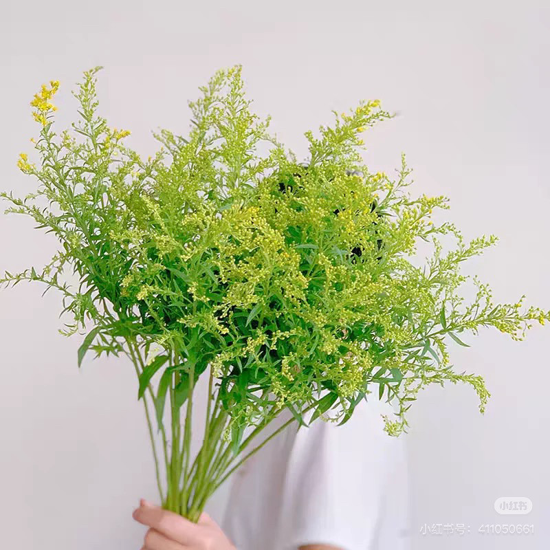 黄莺草【1单包邮】配草装饰