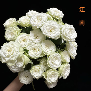 【方德多头】江南玫瑰（无土栽培）【1单包邮】