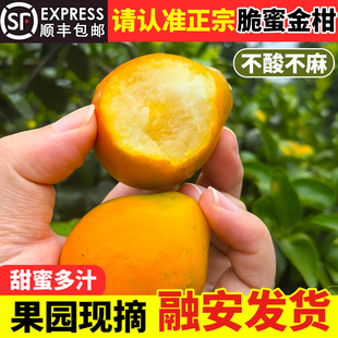 正宗广西融安脆蜜金桔第三代鲜果无籽纯甜礼盒装脆蜜金柑独立包装