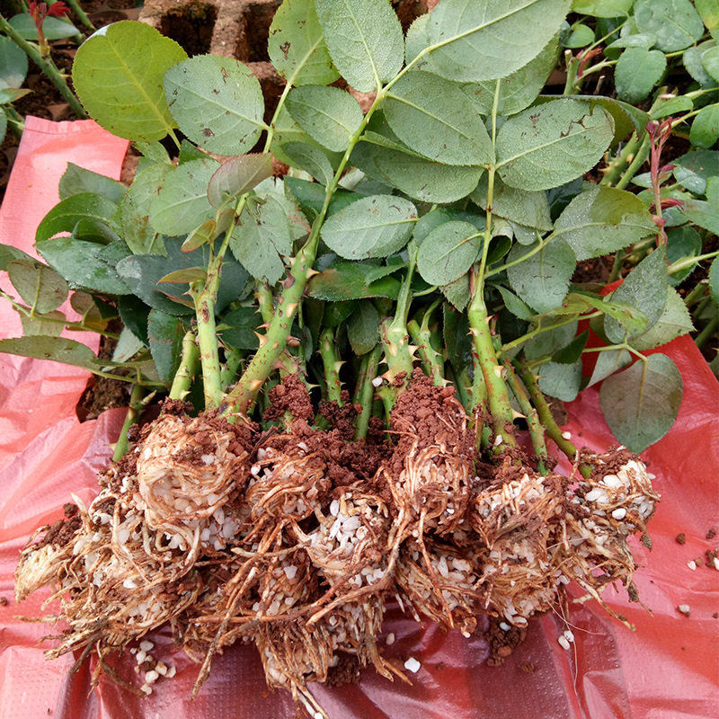 月季工程100棵直发阳台玫瑰花苗