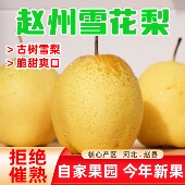 包邮 河北赵县雪花梨新鲜当季 特级雪梨秋冬水果9斤整箱赵县雪梨